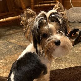 Johnny - Biewer Terrier