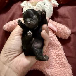 Pretty Lady Anderson - Black and white female Shih Tzu puppy in Warrior, Alabama from The Anderson Farms Kennel