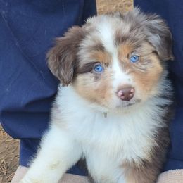 Hilda - Red merle female Miniature American Shepherd puppy in Vancouver, Washington from BonDrew's Miniature American Shepherds