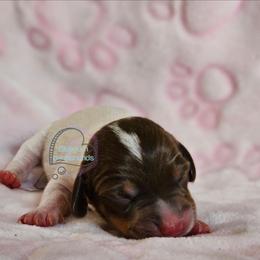Chocolate pie female - Piebald female Dachshund puppy in Herald, California from Bluegum Dachshunds