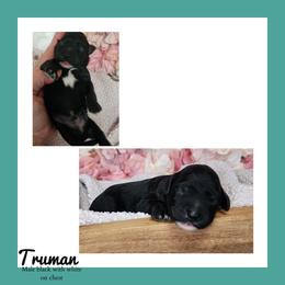 Truman - Black male Schnoodle puppy in Lebanon, Missouri from Cedar Glades Canines