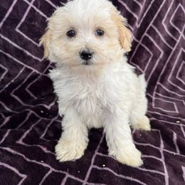 Toby - Parti male Maltipoo puppy in Lancaster, Kentucky from Dream Paws Puppies, LLC