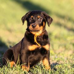 Anubis - 5350 - Black and rust male Beauceron puppy in Rockwall, Texas from Elitehaus