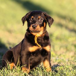 Anubis - 5350 - Black and rust male Beauceron puppy in Rockwall, Texas from Elitehaus