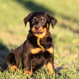 Anubis - 5350 - Black and rust male Beauceron puppy in Rockwall, Texas from Elitehaus