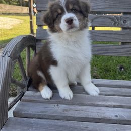 Claire - Red tri-color female Australian Shepherd puppy in North Fort Myers, Florida from Aussie Trail Farms