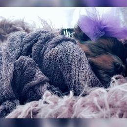 Yorkshire Terriers from Harmony Hills Yorkies