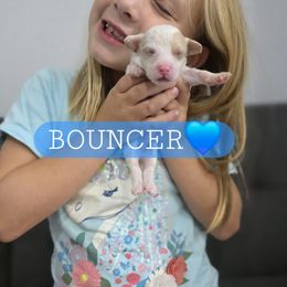 Bouncer - male Cavapoochon puppy in Whitehouse, Texas from Cavapoochon Central