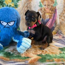 Petunia - Black and tan female Miniature Pinscher puppy in Lancaster, Missouri from White Stone Ranch
