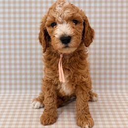 Olive - Parti female Goldendoodle puppy in La Porte, Texas from B+C Doodles