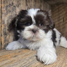 Callie - Liver and white female Shih Tzu puppy in Mountain Grove, Missouri from Precious Puppies