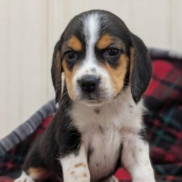 Female 2 - Black tan and white female Beagle puppy in Baltimore, Maryland from Country Acres Farm