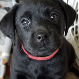 Labrador Retriever and Redbone Coonhound Puppies from Rimfire Kennels
