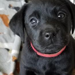 Labrador Retriever and Redbone Coonhound Puppies from Rimfire Kennels