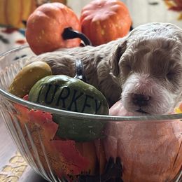 Turkey - Cream male Assorted Doodle Crosses puppy in Mt Pleasant, Texas from Hippdoodranch