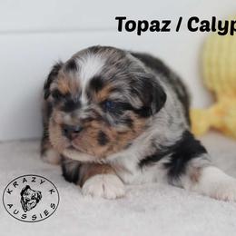 Topaz - Blue merle female Miniature Australian Shepherd puppy in Garden Plain, Kansas from Krazy K Aussies