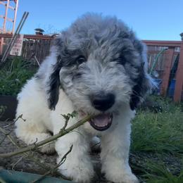 Aussiedoodle, Australian Shepherd, and Poodle Puppies from Love my doodles/ Aussiedoodle love