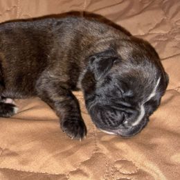 Atlas - Brindle male Boxer puppy in Deland, Florida from Baby Bliss Boxers