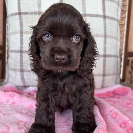 Willow - Brown female Cocker Spaniel puppy in Corcoran, California from Sweetheart Cockers
