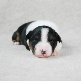 Cowboy - Black tri-color male Australian Shepherd puppy in Aberdeen, North Carolina from Huckleberry Hill Aussies LLC.