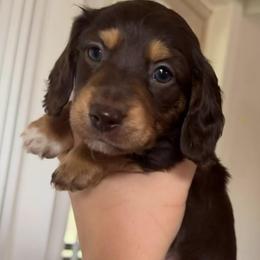 Handsome boy - Chocolate and tan male Dachshund puppy in Montrose, Colorado from Dachshund Delights Co