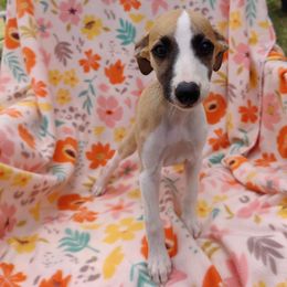 Diana - White and red female Whippet puppy in Sweet Home, Oregon from Imperialis Kennels