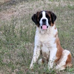 Tootles - Saint Bernard