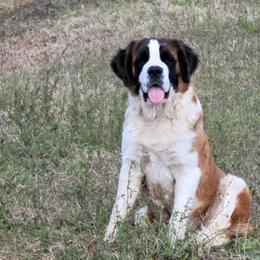Tootles - Saint Bernard