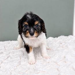 Thing - Black and white male Cavapoo puppy in Springfield, Ohio from Dawson & Daryn's Royal Companions