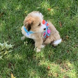 Bernedoodle Puppies from Mini Bernedoodle Babies- Indiana