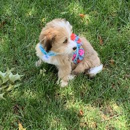 Bernedoodle Puppies from Mini Bernedoodle Babies- Indiana