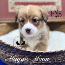 Vivian with tail - Sable female Pembroke Welsh Corgi puppy in Casper, Wyoming from Flying Note Shorties