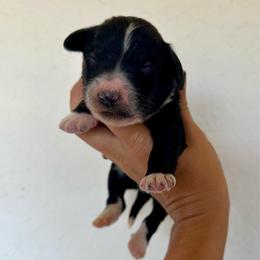 Lu's girl 1 - Black and white female Bernedoodle puppy in Marlow, Oklahoma from Crider’s Critters