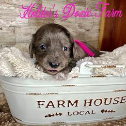 Hope - Dapple female Dachshund puppy in Atwood, Oklahoma from Holder’s Doxie Farm