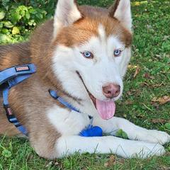 Tiger - Siberian Husky