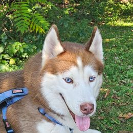 Tiger - Siberian Husky