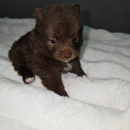 Hersheys - Chocolate male Pomeranian puppy in Albuquerque, New Mexico from Abq Poms