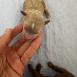 Belle - Apricot female Goldendoodle puppy in Calico Rock, Arkansas from Cottrell’s Poodles & Doodles