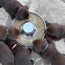 Labrador Retriever puppies from M & W Gun dogs