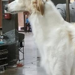 Borzois from Marie Yoesel's Borzoi