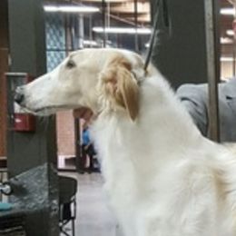 Borzois from Marie Yoesel's Borzoi