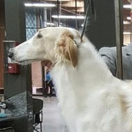 Borzois from Marie Yoesel's Borzoi