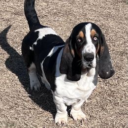 Freddy - Basset Hound