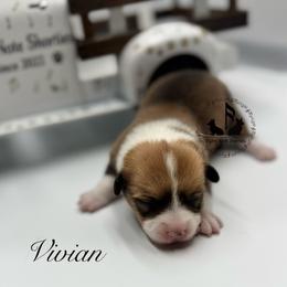 Vivian with tail - Sable female Pembroke Welsh Corgi puppy in Casper, Wyoming from Flying Note Shorties