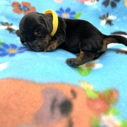 Yellow Girl - Black and tan female Dachshund puppy in Laveen, Arizona from Acosta Kennels