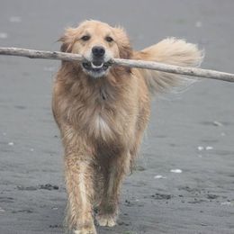 Golden Retrievers from Beachwood Golden Retrievers