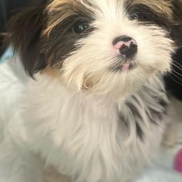 Missy - Merle female Morkie puppy in Virginia Beach, Virginia from Morkie