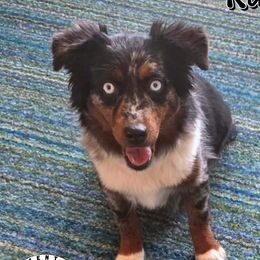 Kaia - Toy Australian Shepherd