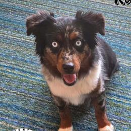 Kaia - Toy Australian Shepherd