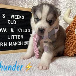 Thunder - Gray and white male Siberian Husky puppy in Lagro, Indiana from Siberian Huskies-Beckham the Great